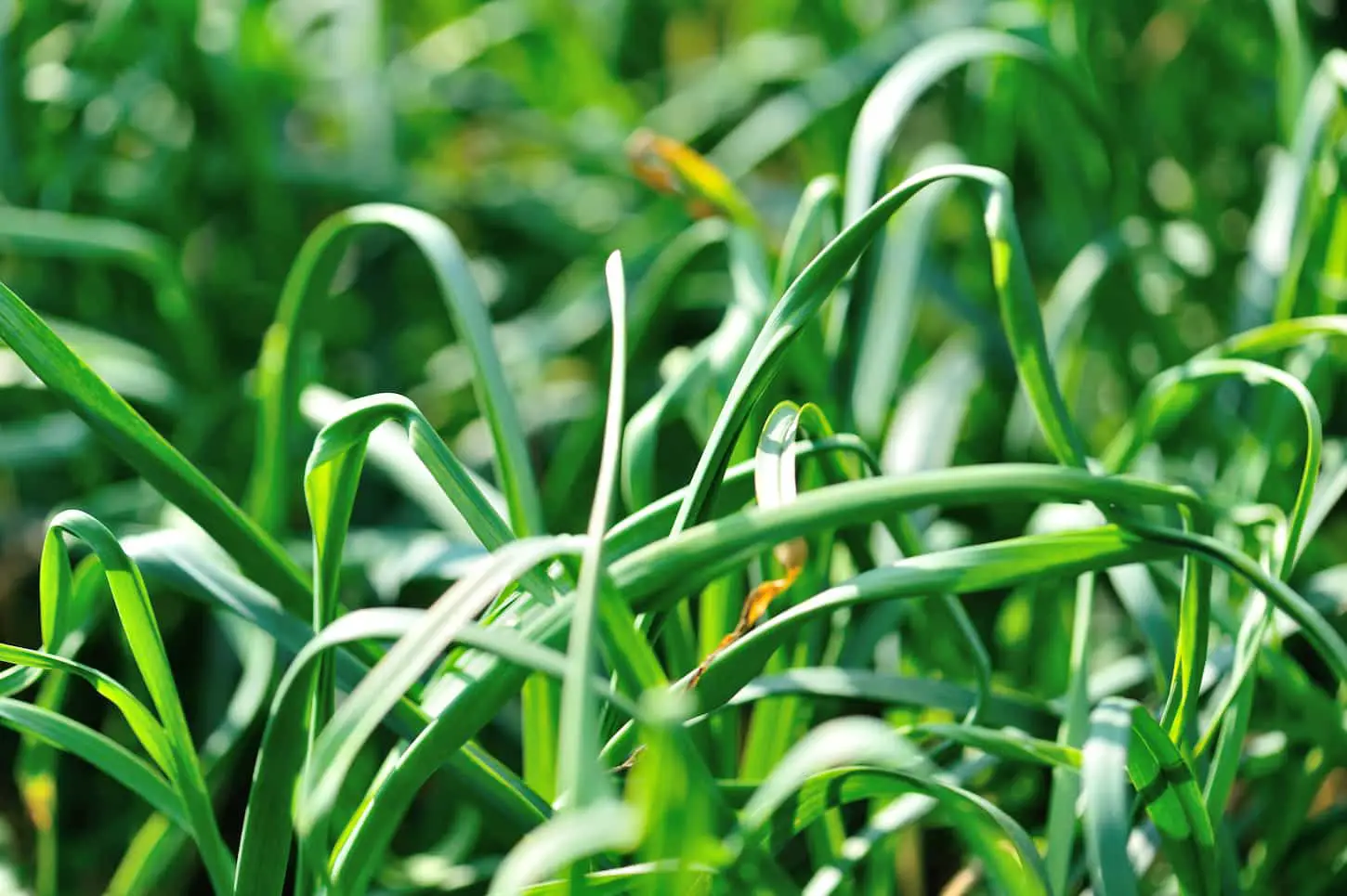 An image of garlic crops in the garden.
