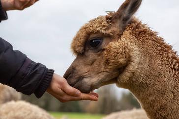 How to Understand Alpaca Behavior and Positively Influence It
