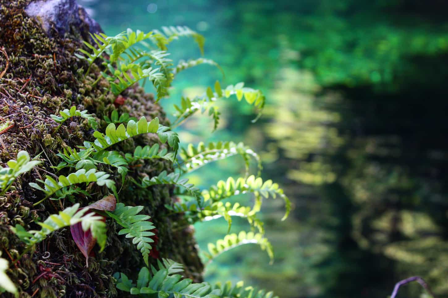 An image of a green fern on green water in a forest background.