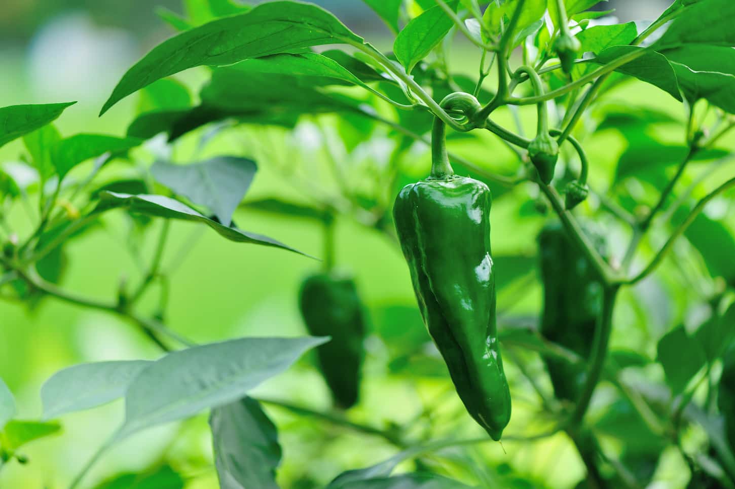 How To Grow Chili Pepper Plants Faster – Complete Solution!