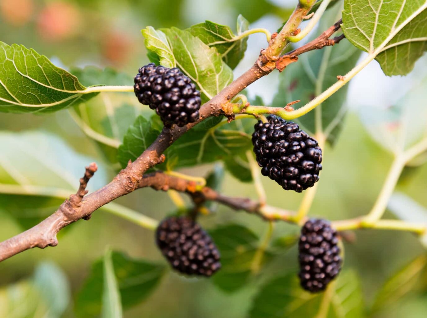 A close-up image of mulberries growing on trees.