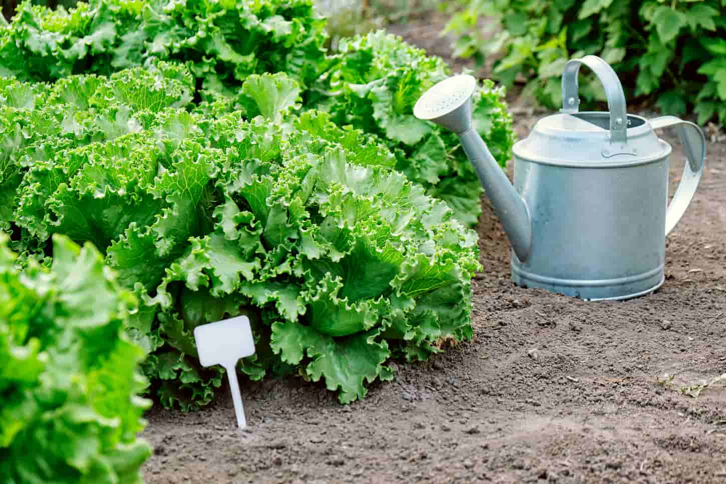 An image of growing lettuce plants in a garden bed with a watering can on the side.