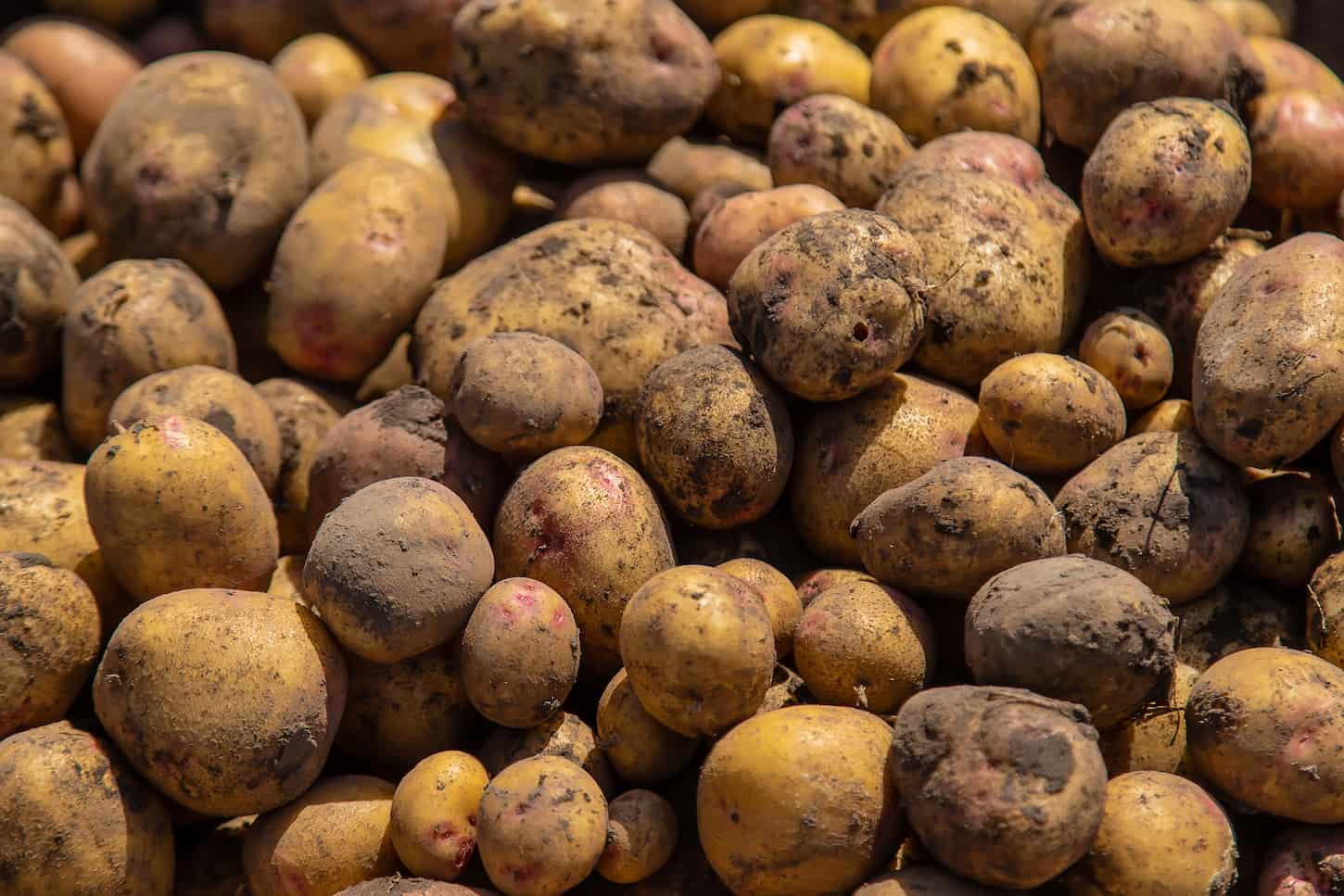 An image of Harvested potatoes in the garden.