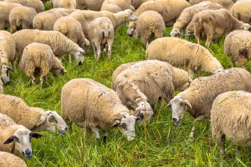 An image of Herd of sheep grazing in grassland near Huesca, Aragon, Spain.