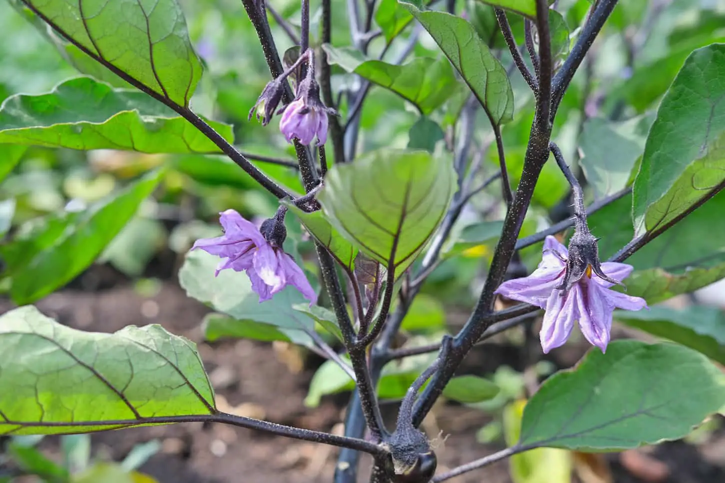 An image of eggplant flowers blooming in the garden.