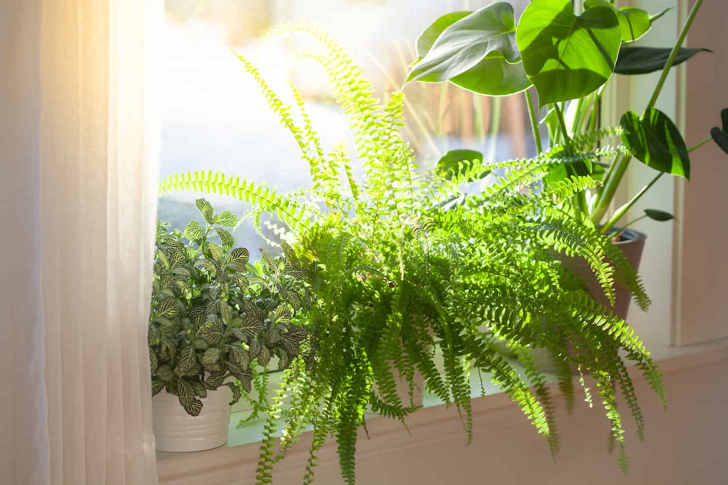 An image of various houseplants such as Fittonia, Nephrolepis, and monstera in white flowerpots on a window.