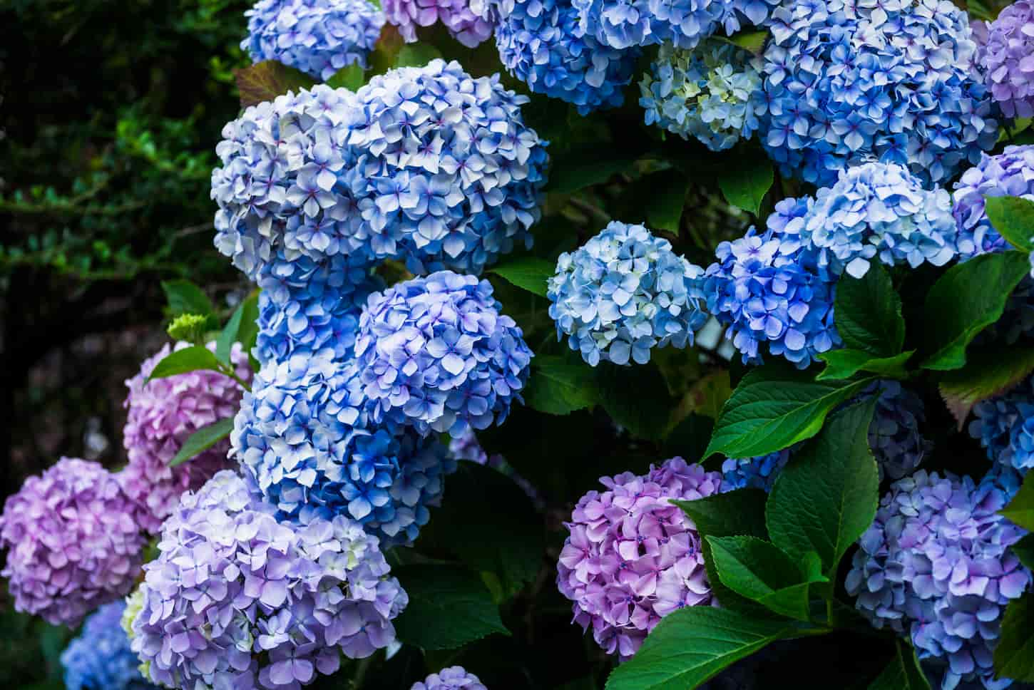 An image of Pink and Blue Hydrangea Flowers in the Garden.