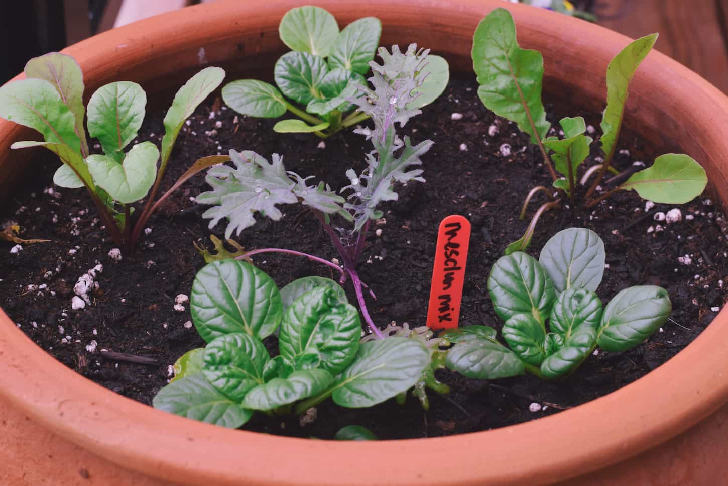 An image of different types of lettuce seedlings growing in a pot.