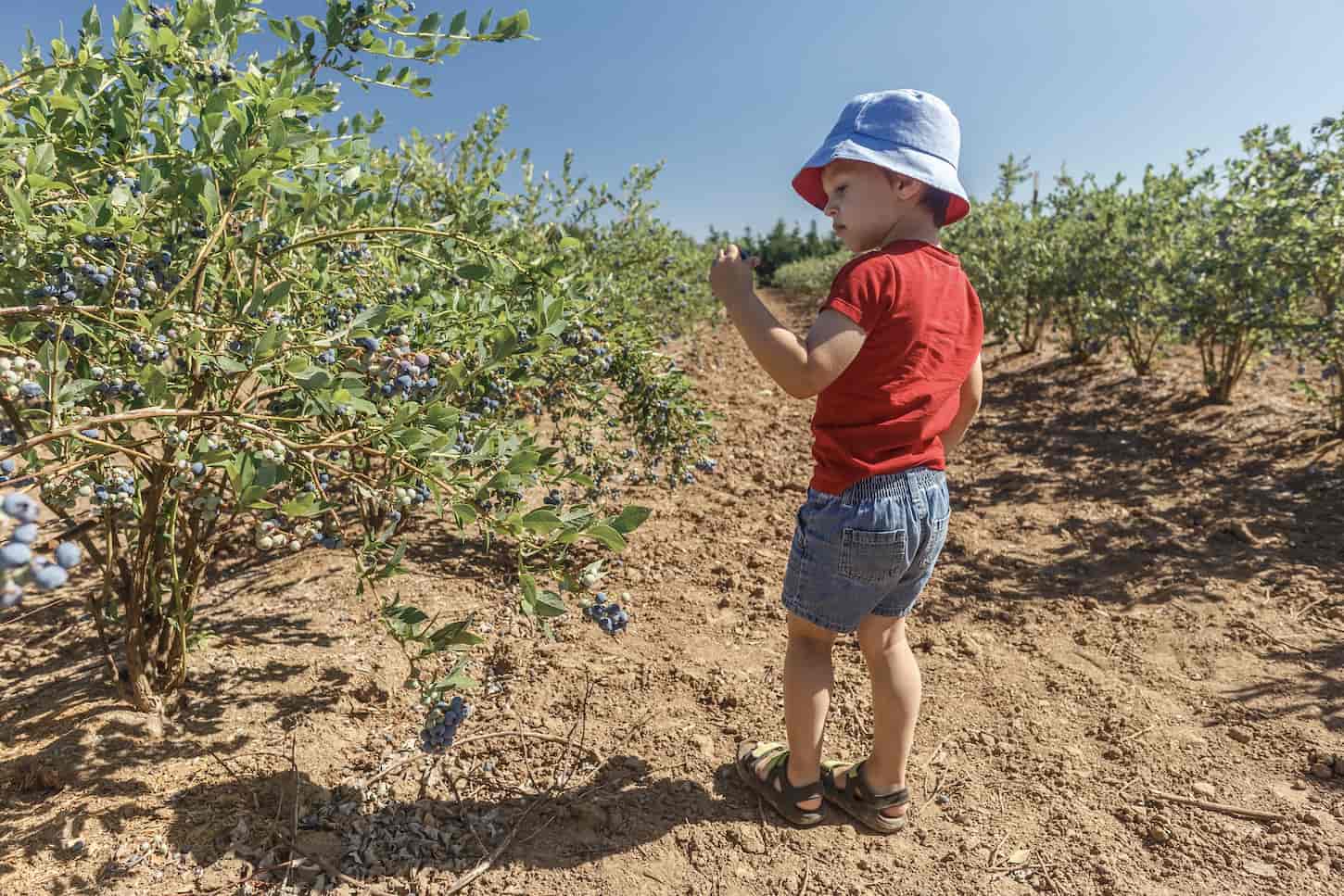 An image of a little boy harvesting blueberry crops on a local blueberry farm. Summer weekend activities for kids.