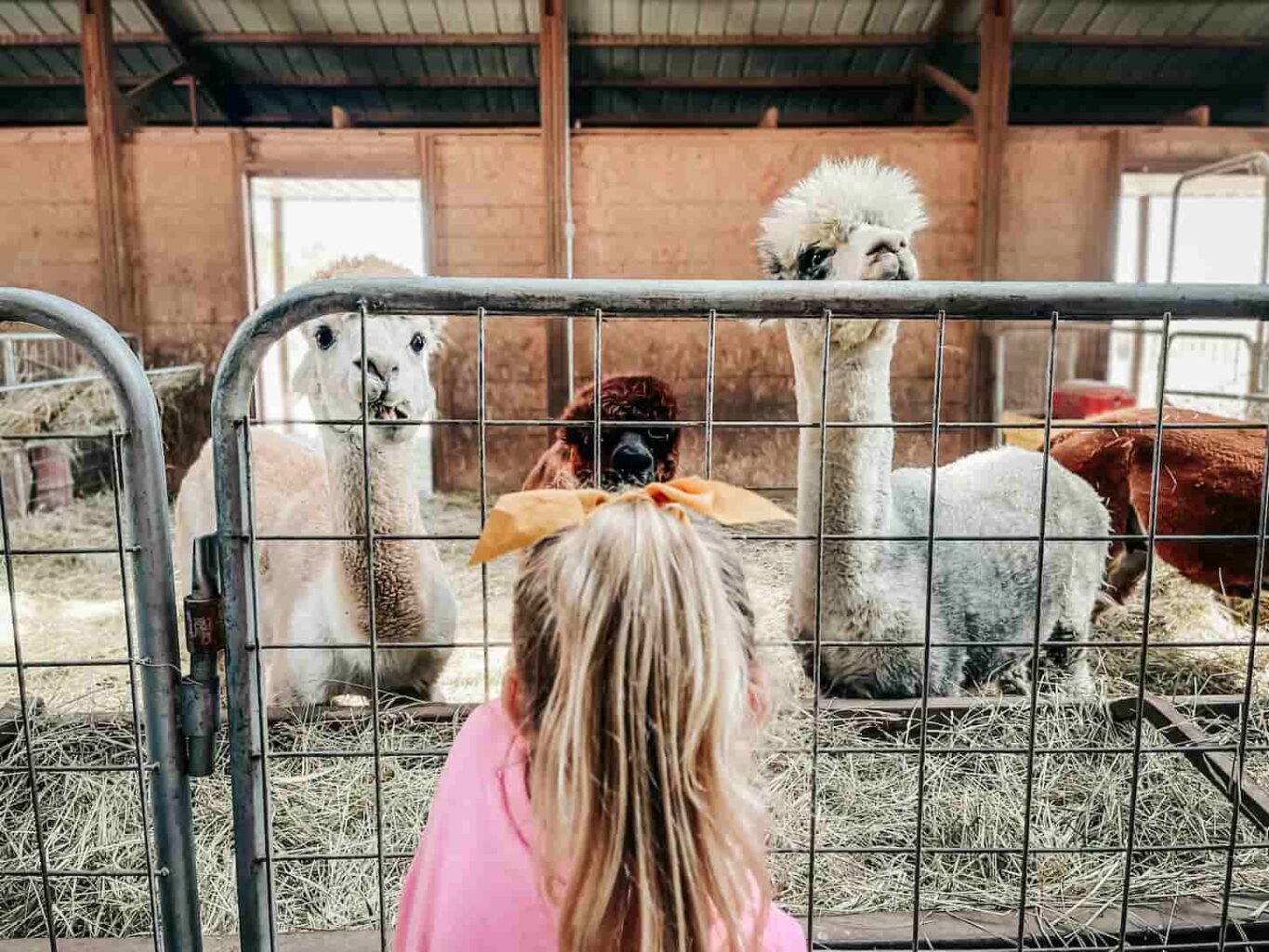An image of a little girl trying to catch the attention of two llamas in the cage.