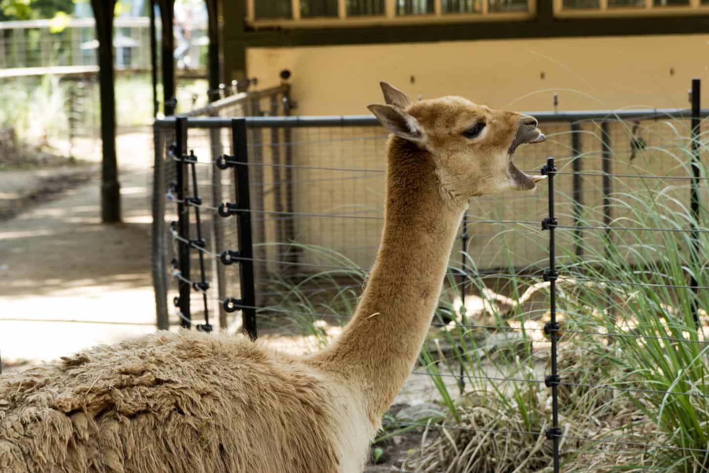 An image of a llama on the farm that looks like making a sound to express a certain emotion.