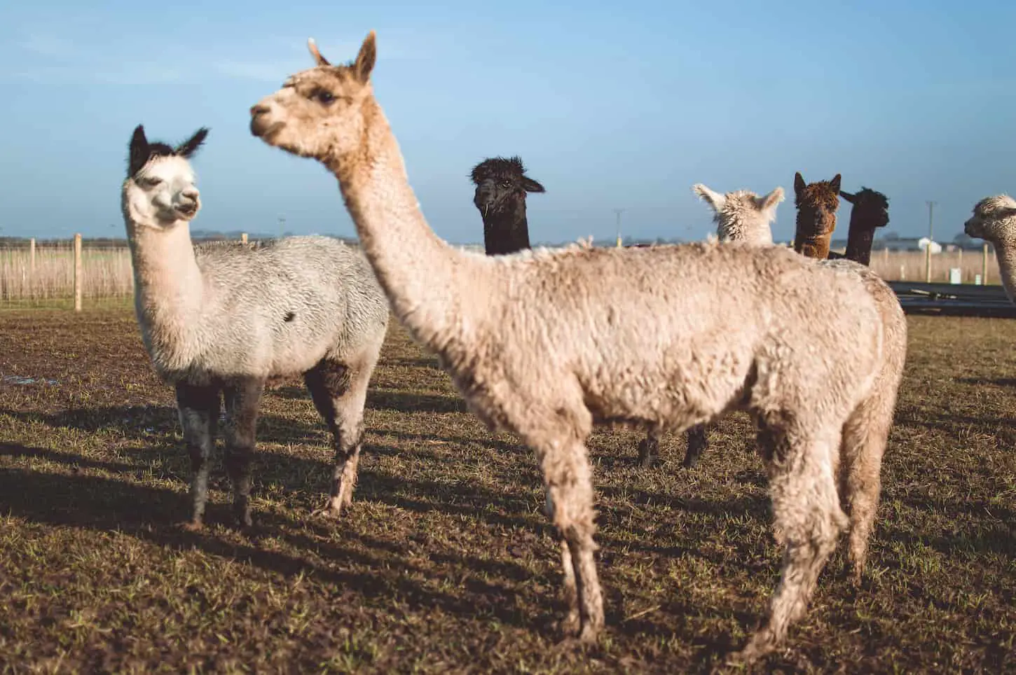 An image of llamas in a field on a sunny day.