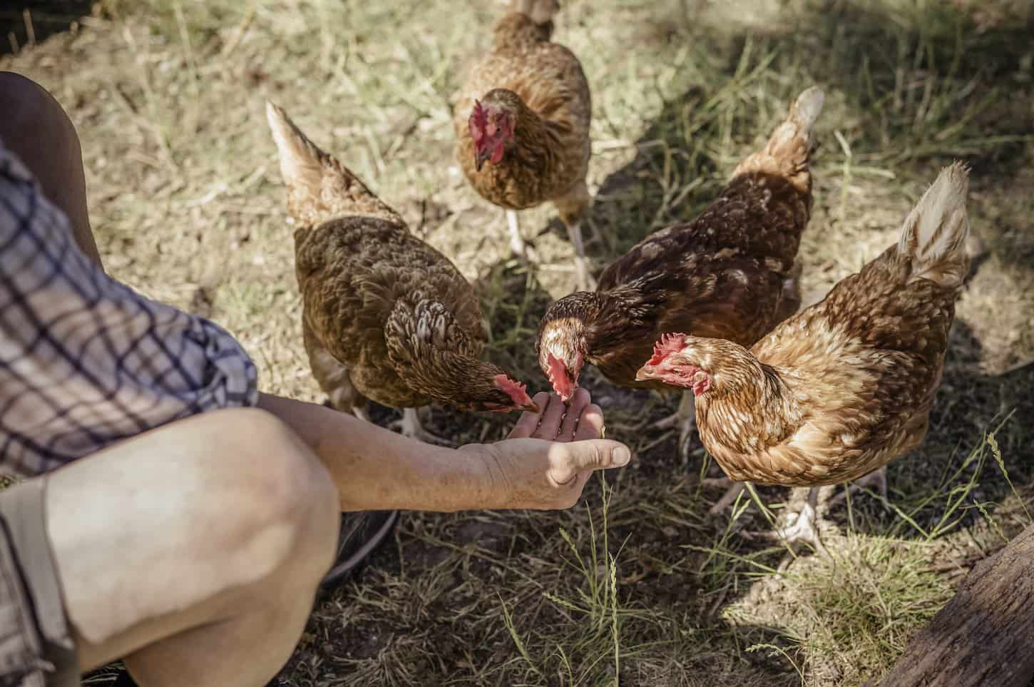 An image of a man feeding four chickens in the farm.