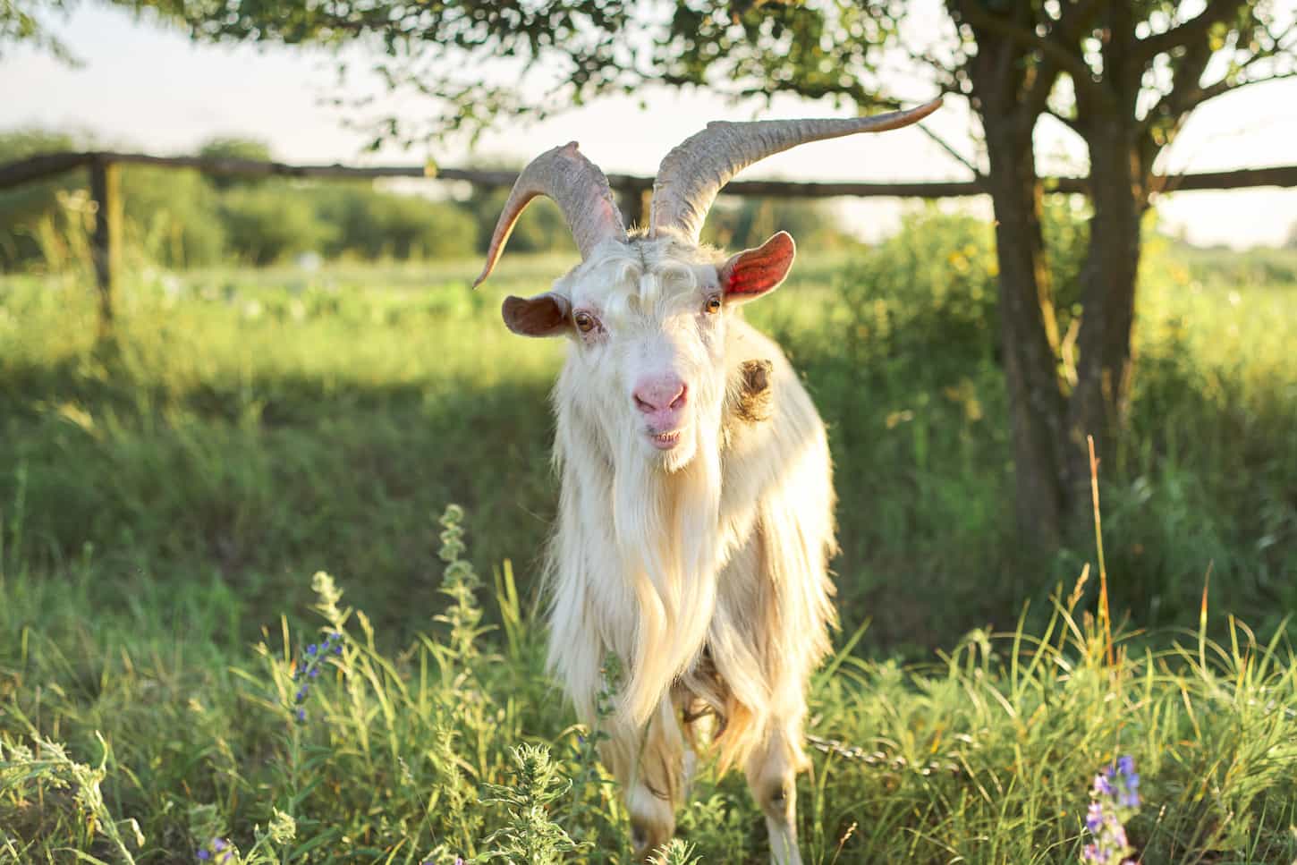 An image of an old horned bearded white goat looking through the camera on a field.