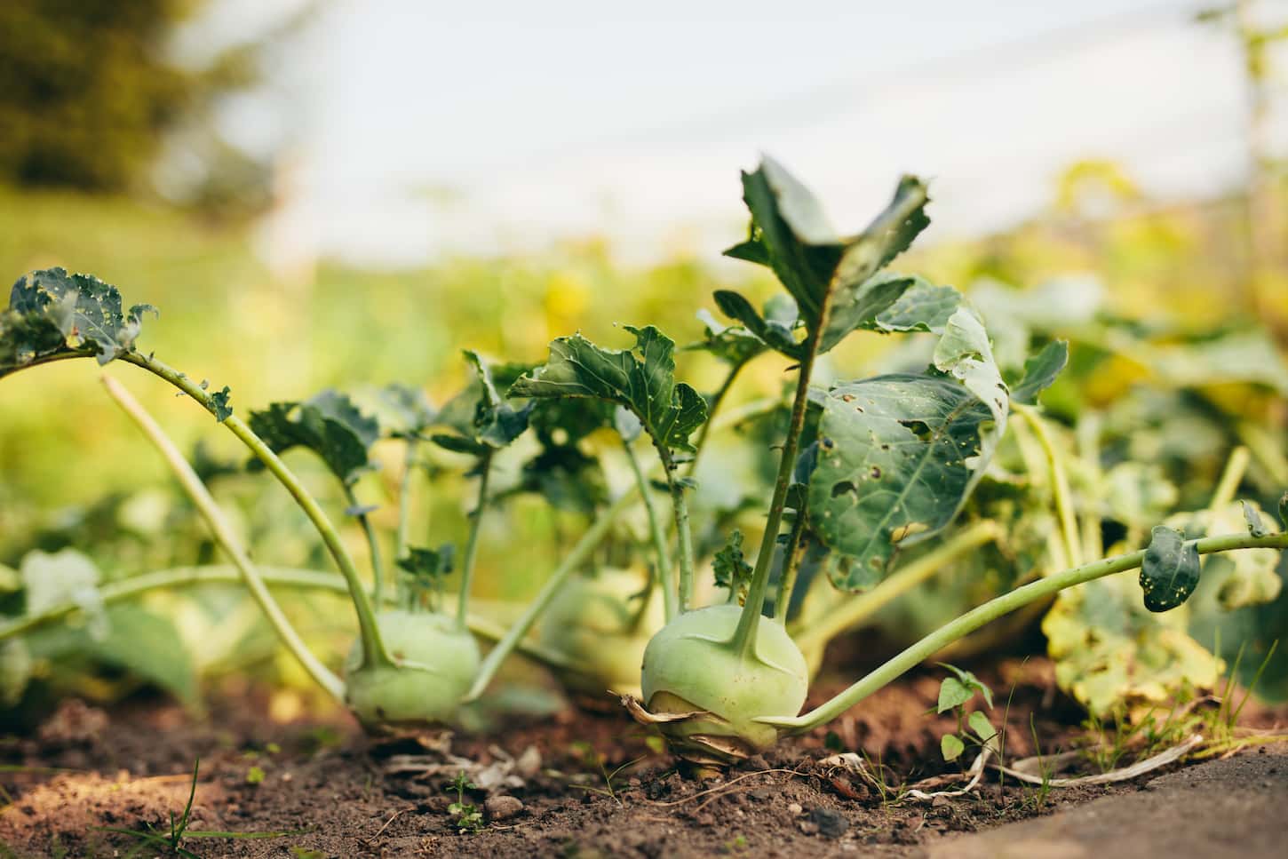 An image of organic kohlrabi growing in the garden also called cabbage turnip.