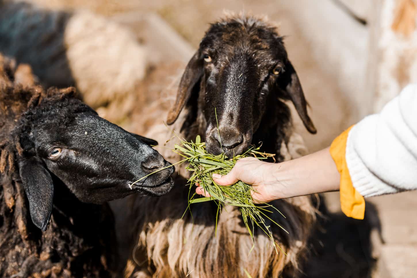 An image of a female farmer feeding black sheeps some grass.
