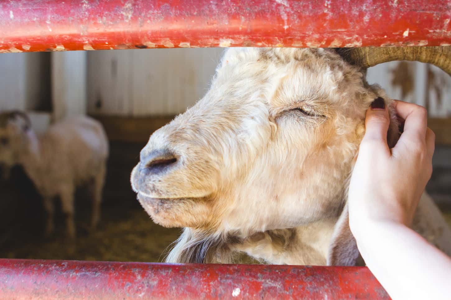 An image of a woman's hand petting a goat.