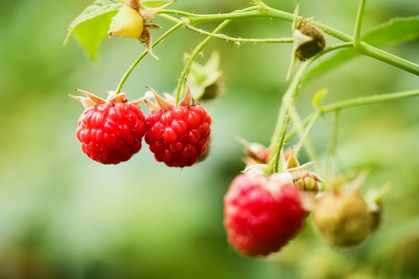 An image of raspberry bush with berries growing in a farm.