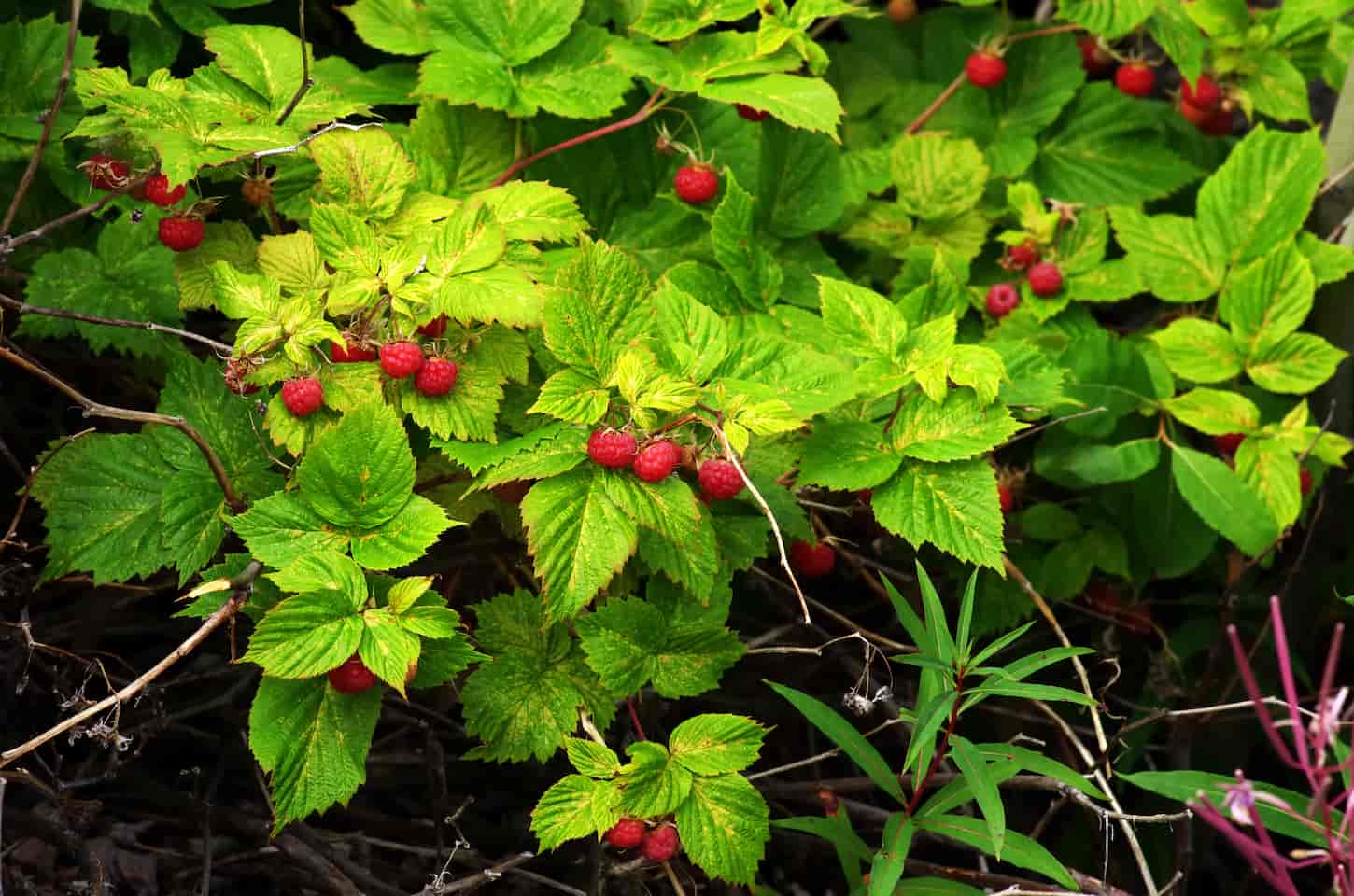 An image of a wild raspberry bush with bright ripe berries in the forest.