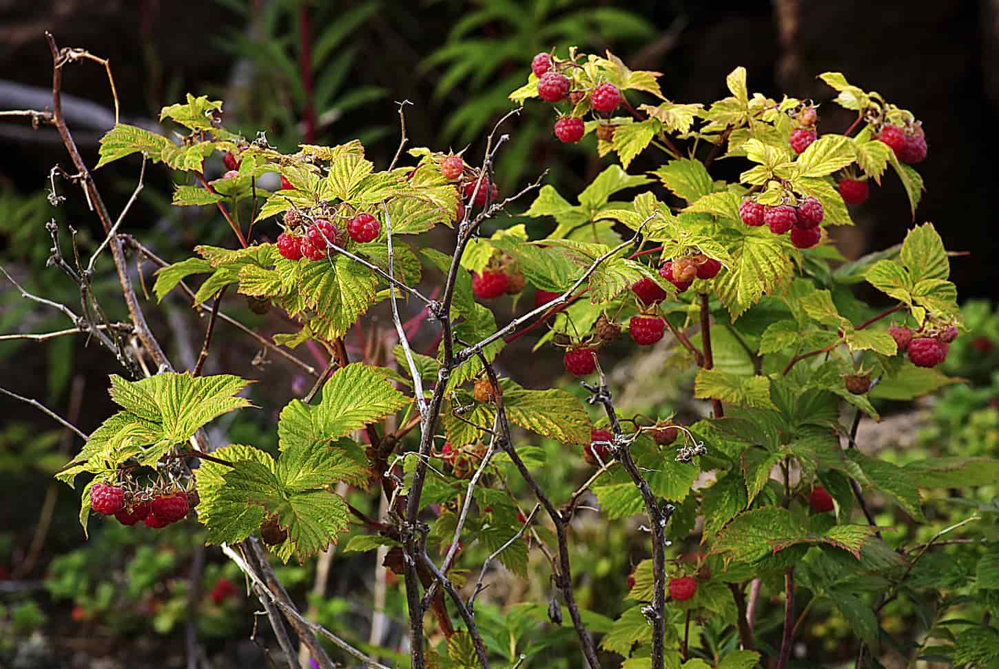 An image of a raspberry bush with bright ripe berries.