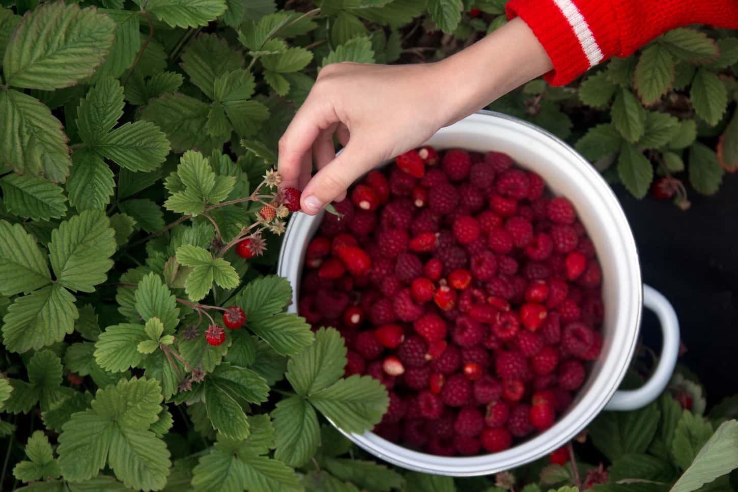 An image of female hand-picking fresh raspberries and putting them in a white bowl.
