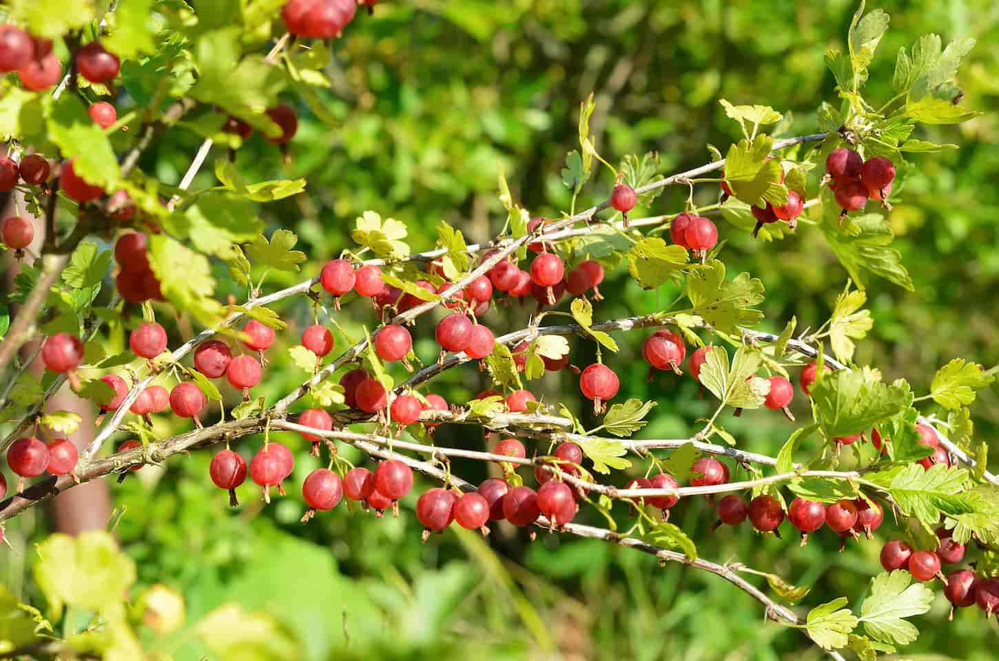 An image of red gooseberries on branches in the garden.