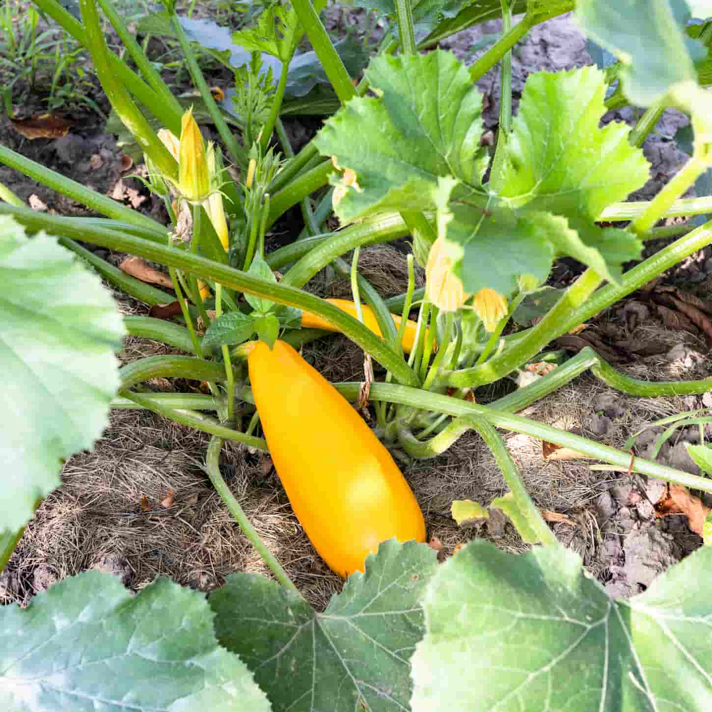 Why Are My Zucchini Turning Yellow and Rotting? (6 Prevention Tips)