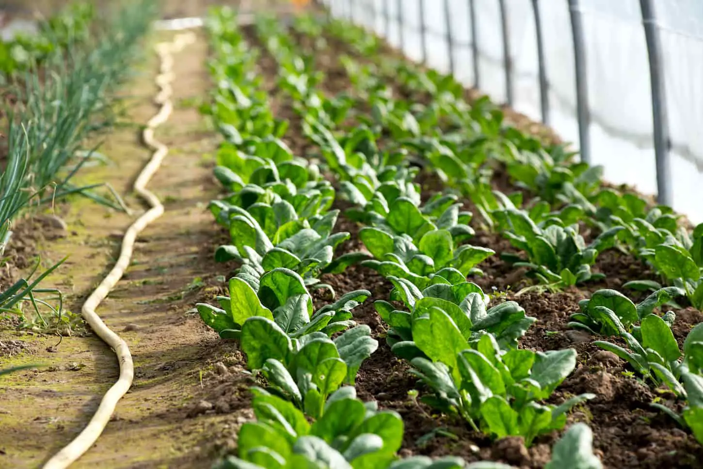 An image of rows of little spinach growing in a greenhouse. Single irrigation hose and green onions beside them.