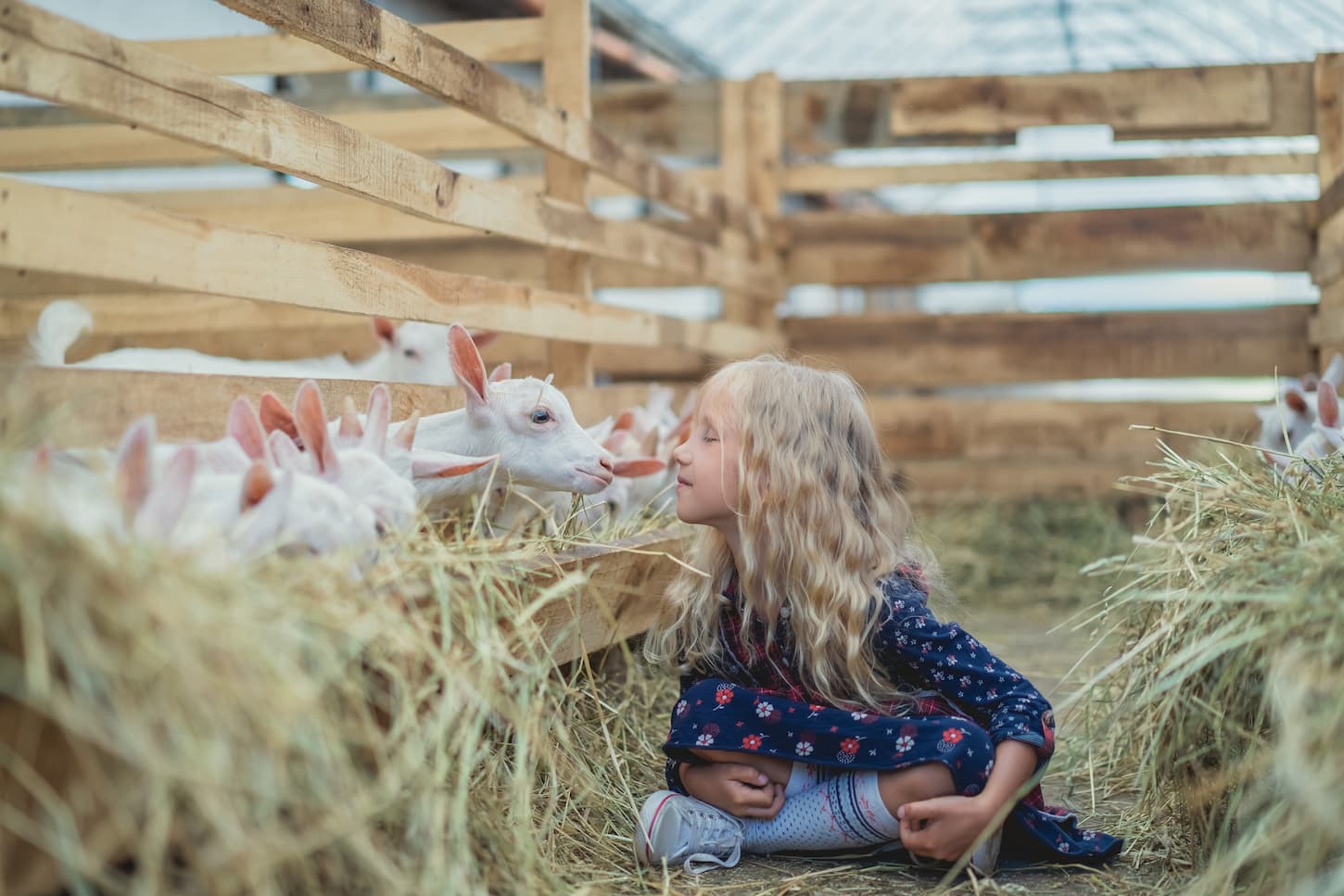 An image of a little girl kissing a little goat in a farmyard.