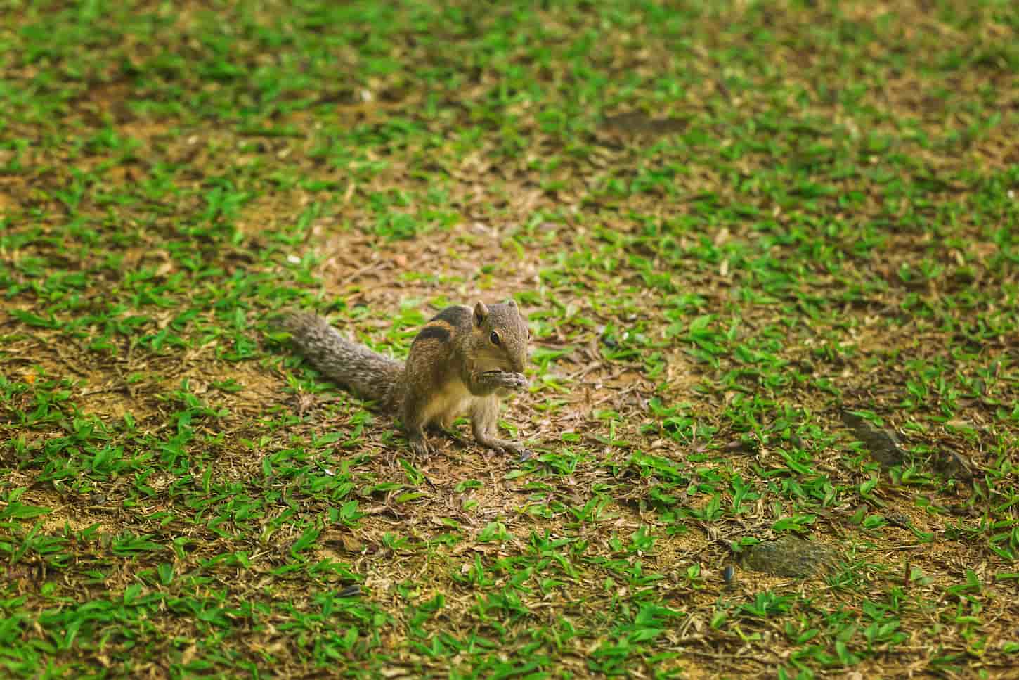 An image of a small chipmunk trying to find eat on the green lawn.