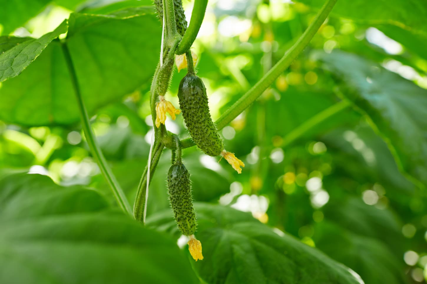 An image of small cucumbers growing on thin branches among green foliage on a hot summer day.