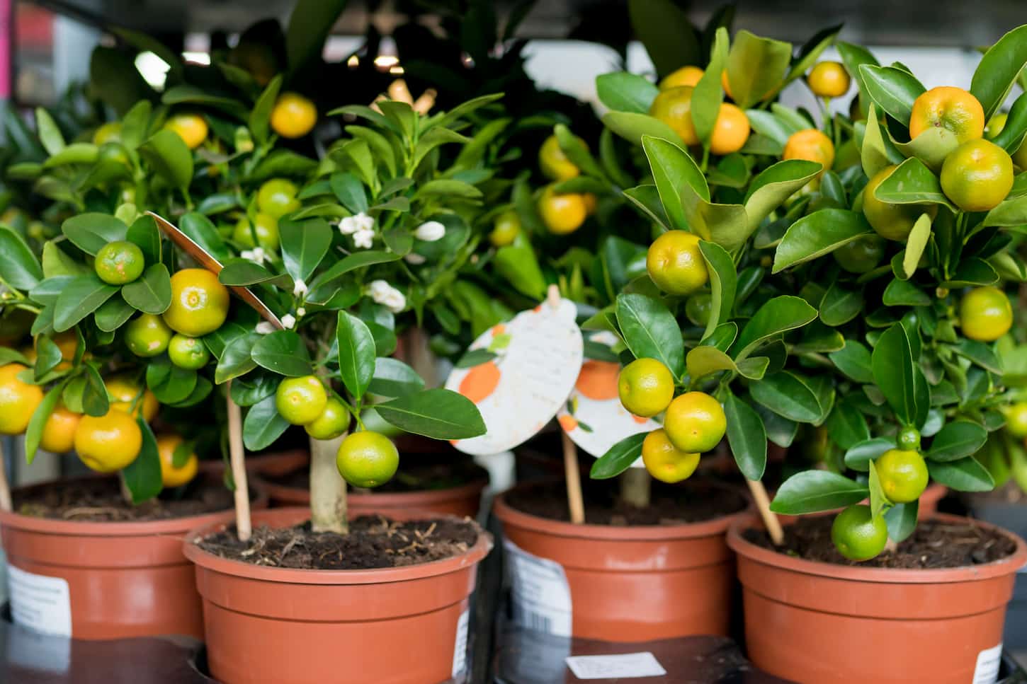An image of a tangerine tree in a pot in the nursery.