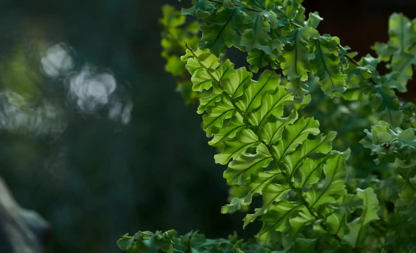 An image of fresh green Boston fern leaves.