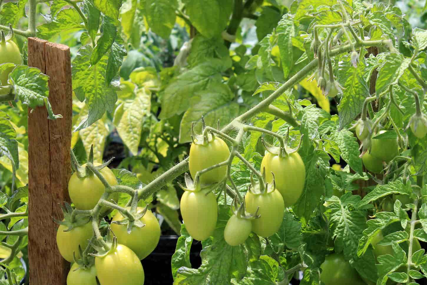 An image of green tomatoes in the garden.