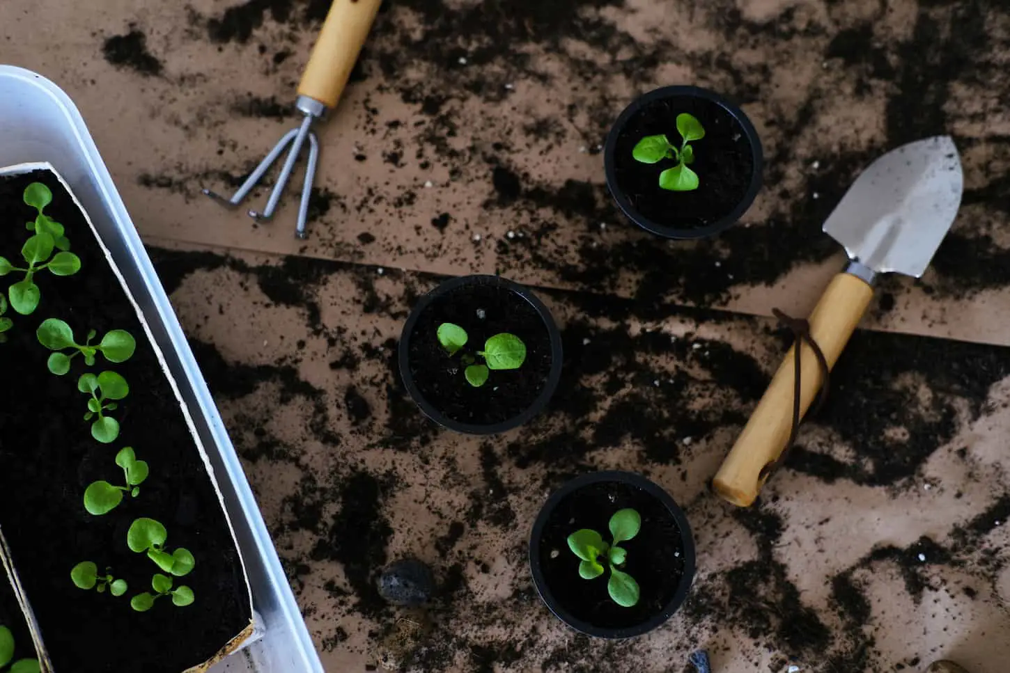 A top view image of young seedlings in a transplanted soil.