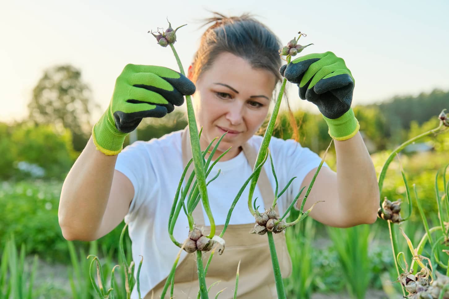 An image of a woman in vegetable garden with bunk green onion crop.