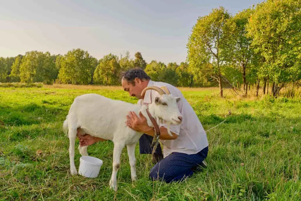 An image of a senior asian man in a white shirt milks a white goat on a meadow in a Siberian village, Russia.