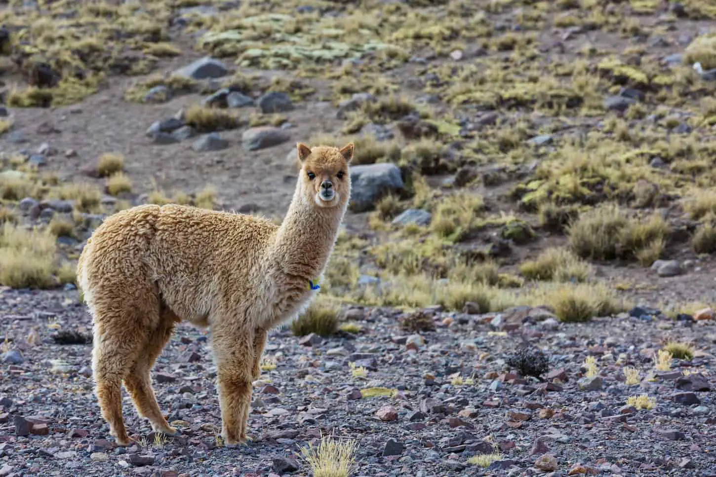 An image of an alpaca looking through the camera.