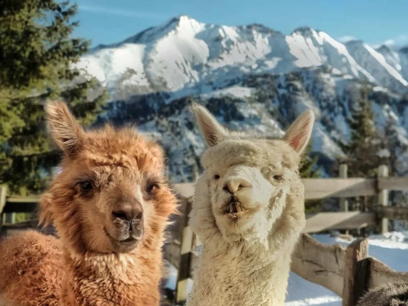An image of two alpacas looking through the camera at a beautiful mountain view.
