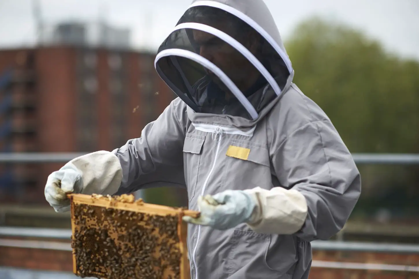 An image of a Beekeeper inspecting a hive frame.