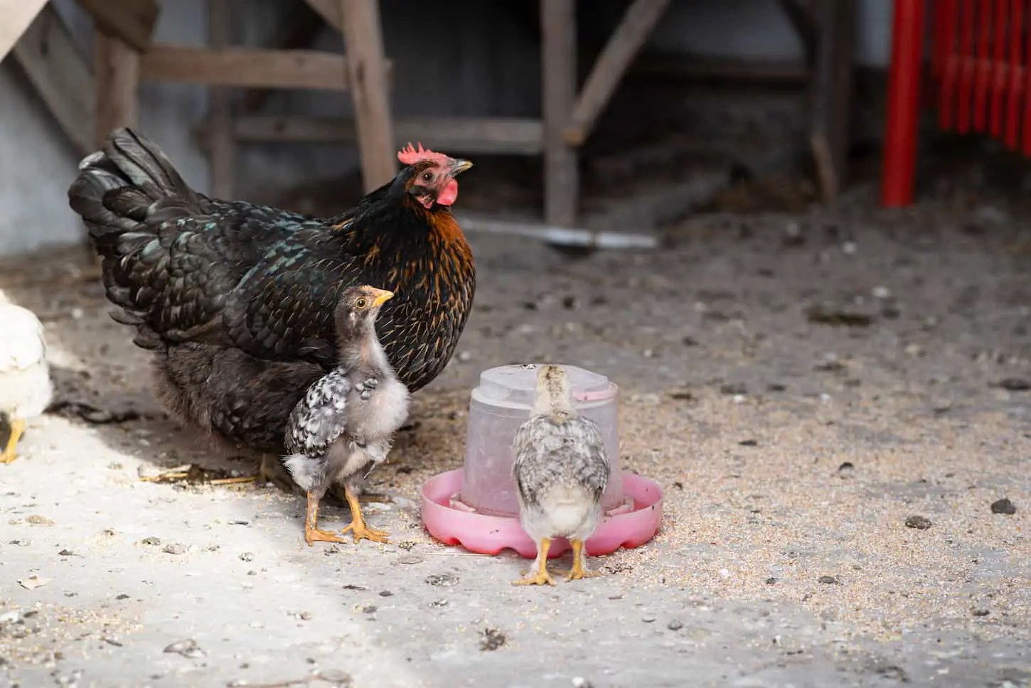 An image of a Broody hen with chickens drinking water from a drinking bowl.