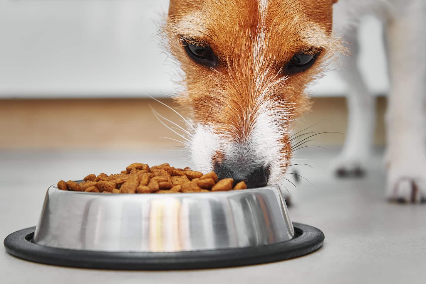 An image of a Dog eating dry feed from a food bowl.