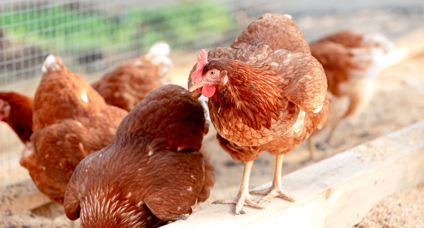 An image of hens in a farmyard.