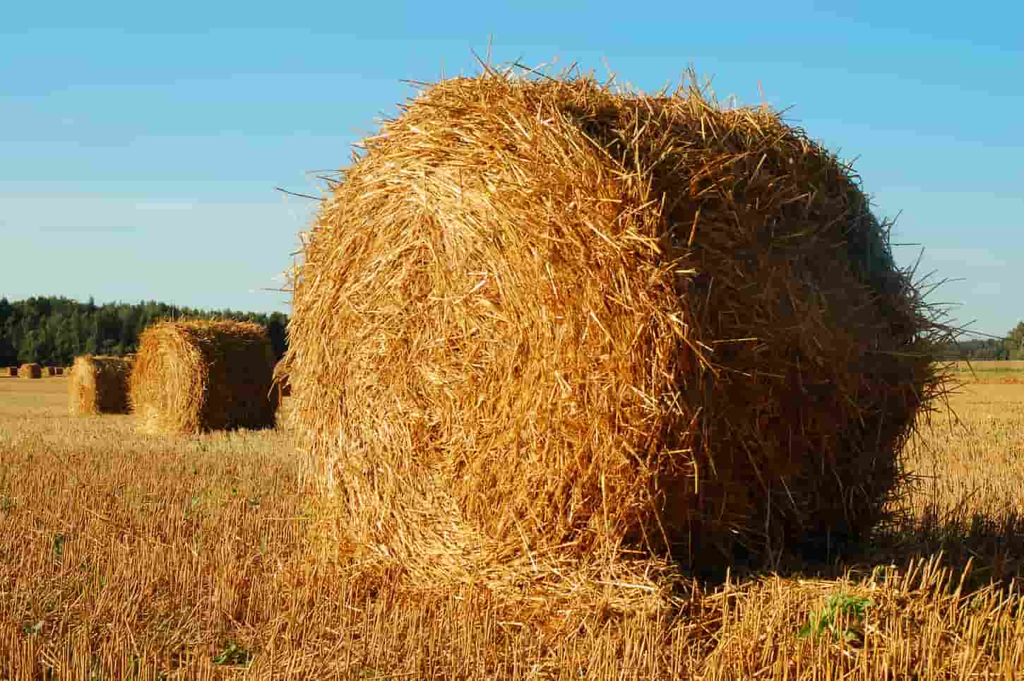 An image of alfalfa hay in the field.