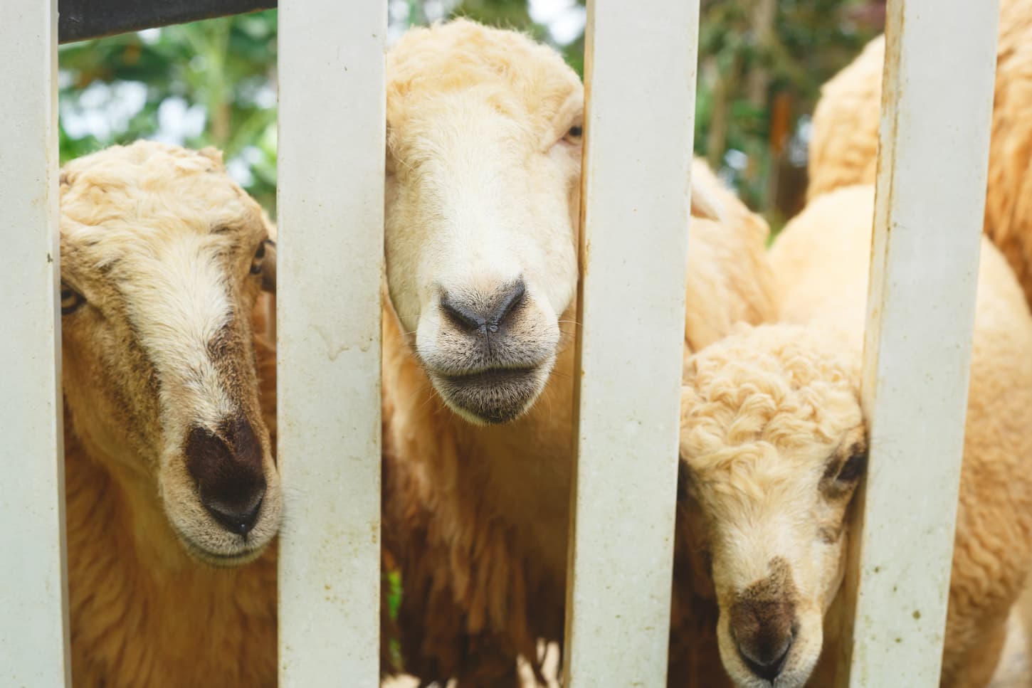 An image of Herd of well-groomed cute sheep on a farm.