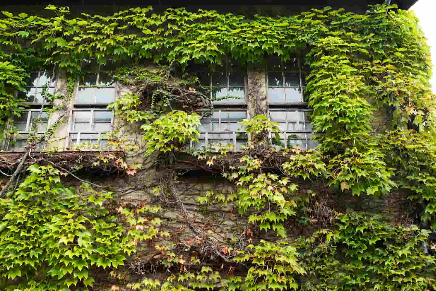 An image of an Ivy creeper on a wall surrounding the window.