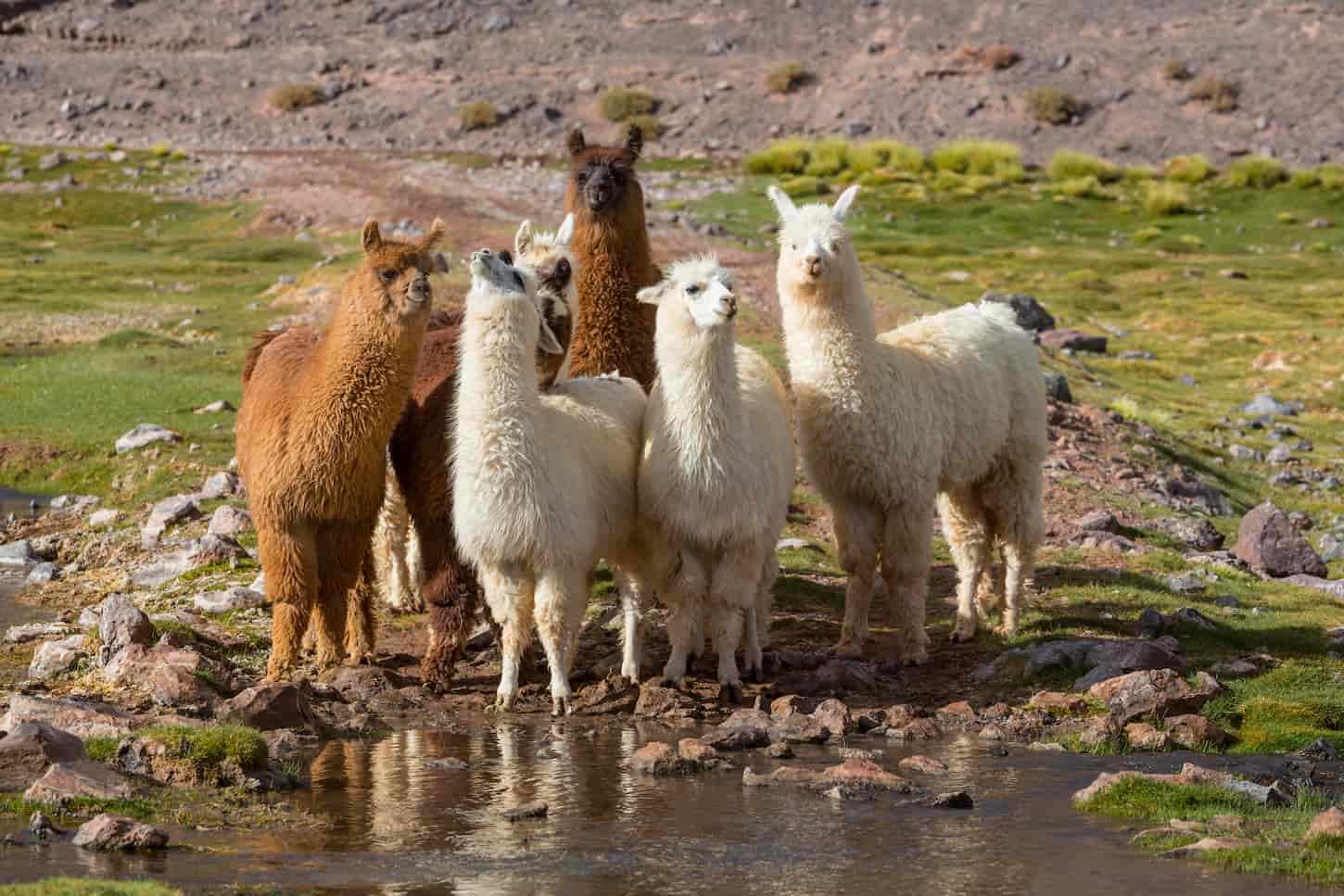 An image of a group of llamas standing in front of a water stream and looking at the camera.