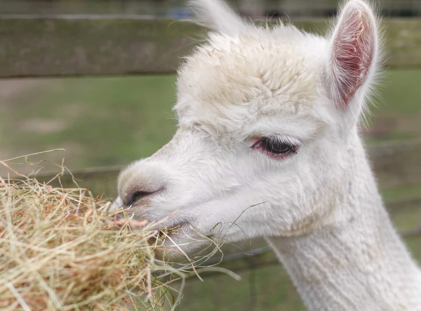 An image of a white llama eating alfalfa hay.