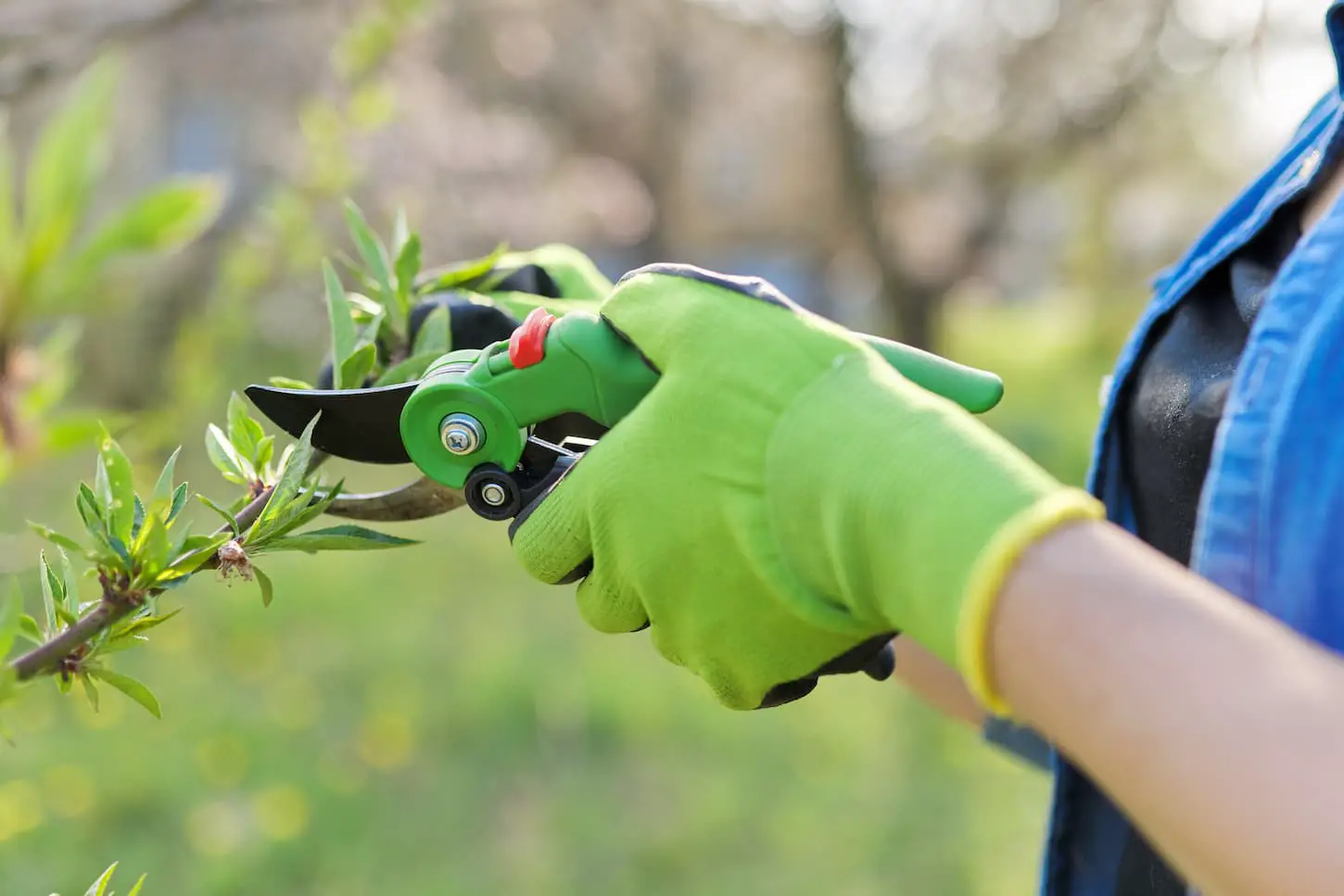 An image of gloved hands with garden shears pruning peach branches.