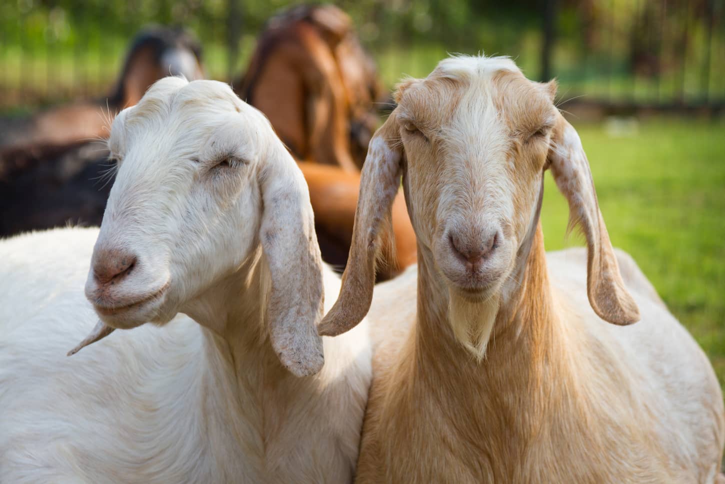 An image of two goats on the ranch.